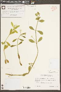 Alternanthera philoxeroides image