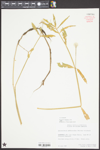 Alternanthera philoxeroides image