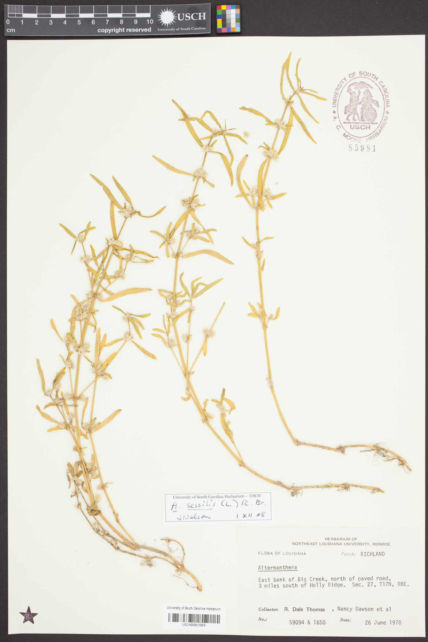 Alternanthera sessilis image