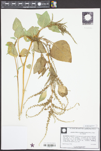 Amaranthus tuberculatus image