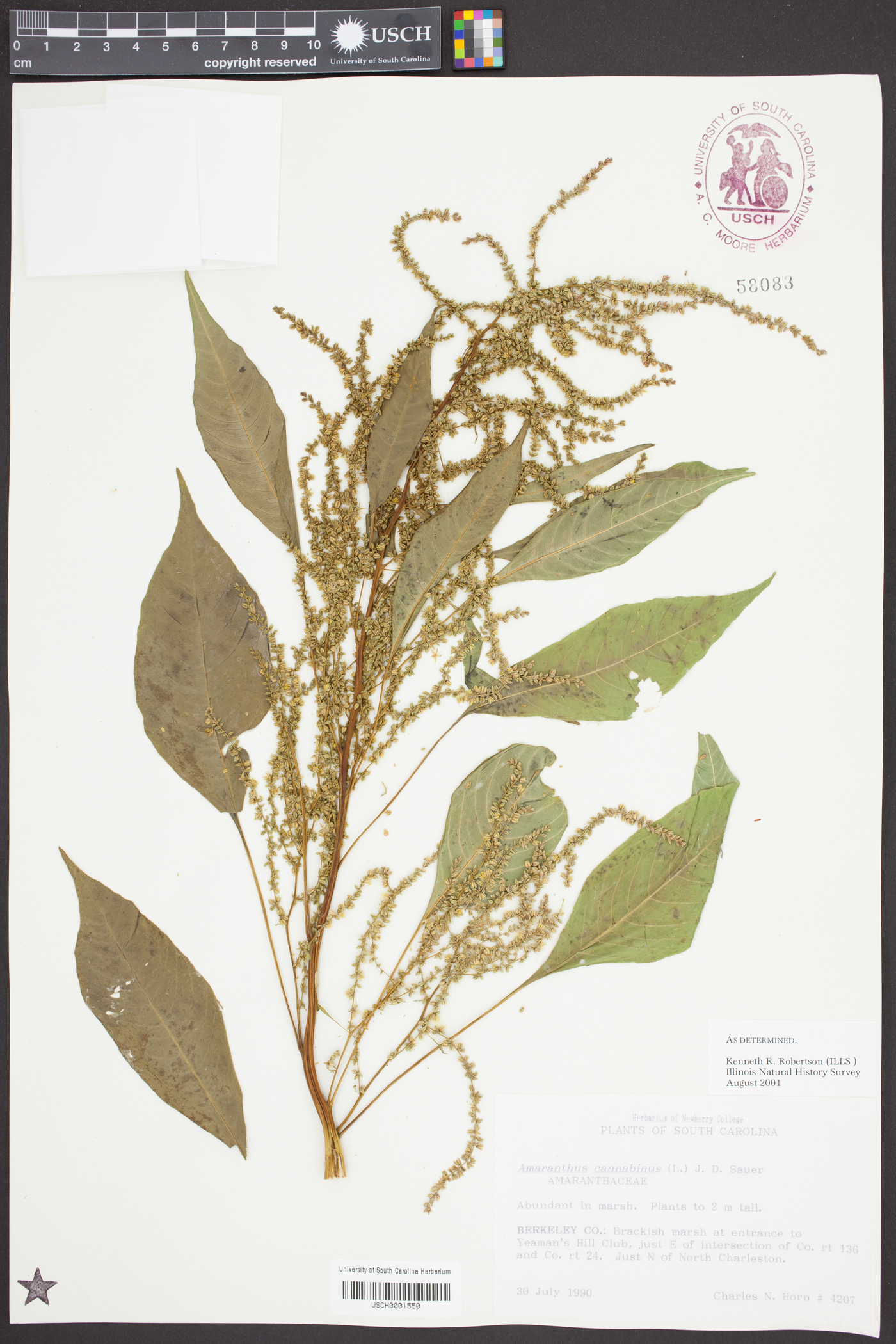 Amaranthus cannabinus image