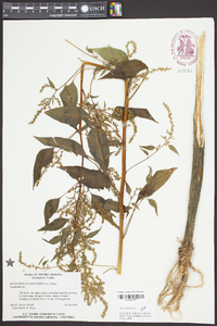 Amaranthus cannabinus image