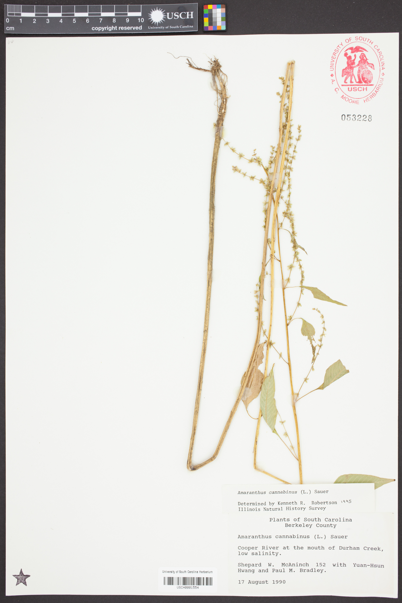 Amaranthus cannabinus image