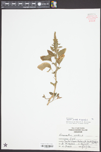 Amaranthus hybridus image