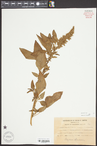 Amaranthus hybridus image