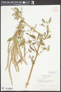 Amaranthus palmeri image