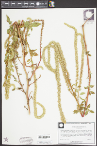 Amaranthus spinosus image