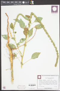 Amaranthus spinosus image