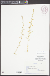 Amaranthus albus image