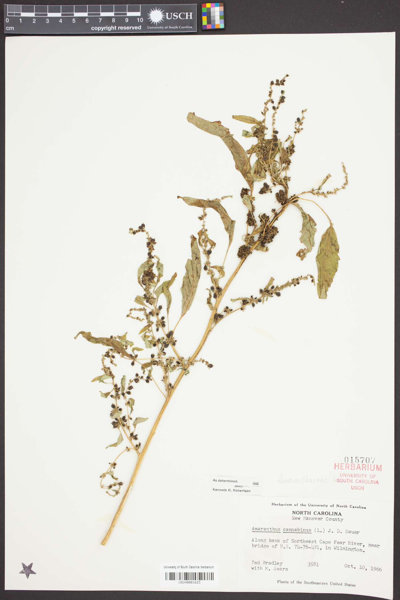 Amaranthus cannabinus image