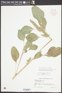 Amaranthus powellii image