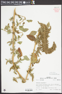 Amaranthus hybridus image