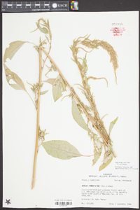 Amaranthus tuberculatus image