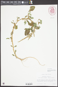 Amaranthus spinosus image