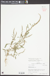 Amaranthus tuberculatus image