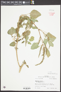 Amaranthus viridis image