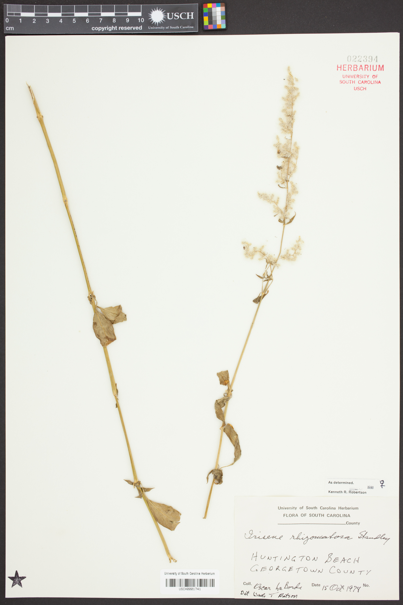 Iresine rhizomatosa image