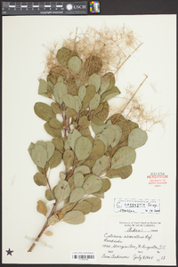 Cotinus obovatus image