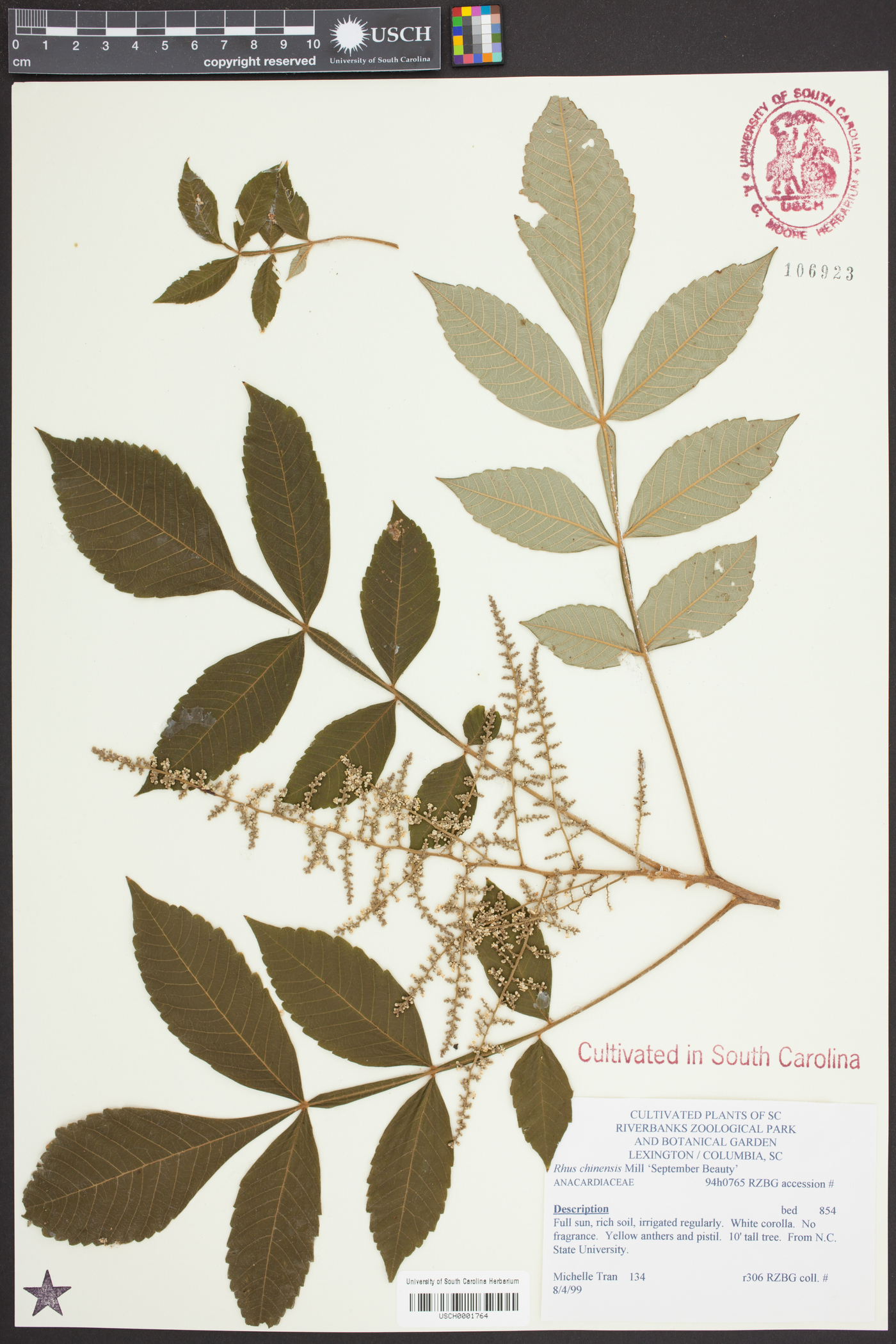 Rhus chinensis image