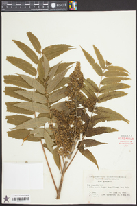 Rhus typhina image