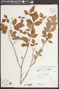 Rhus aromatica var. aromatica image