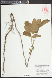 Toxicodendron pubescens image