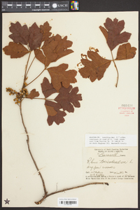 Toxicodendron pubescens image