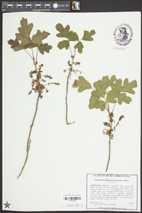 Toxicodendron pubescens image