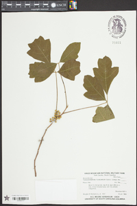 Toxicodendron pubescens image