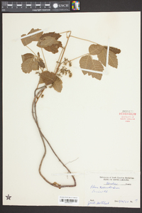 Toxicodendron pubescens image