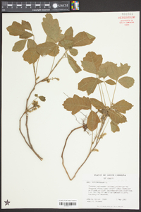 Toxicodendron pubescens image