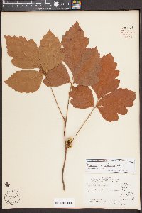 Toxicodendron pubescens image