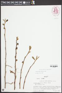 Asimina parviflora image