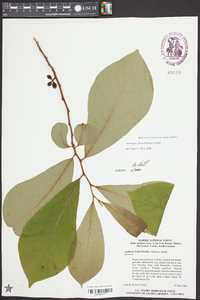 Asimina parviflora image