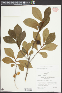 Asimina parviflora image