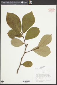 Asimina parviflora image