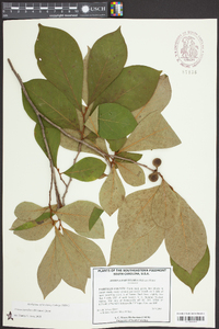 Asimina parviflora image