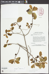 Asimina parviflora image