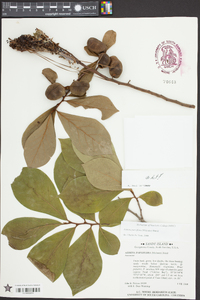 Asimina parviflora image