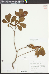 Asimina parviflora image