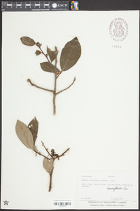 Asimina parviflora image