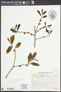 Asimina parviflora image