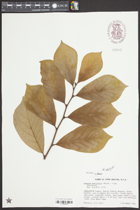 Asimina parviflora image