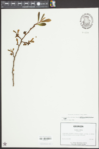 Asimina parviflora image