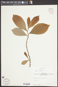 Asimina parviflora image