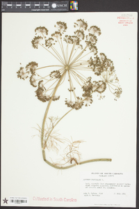 Anethum graveolens image