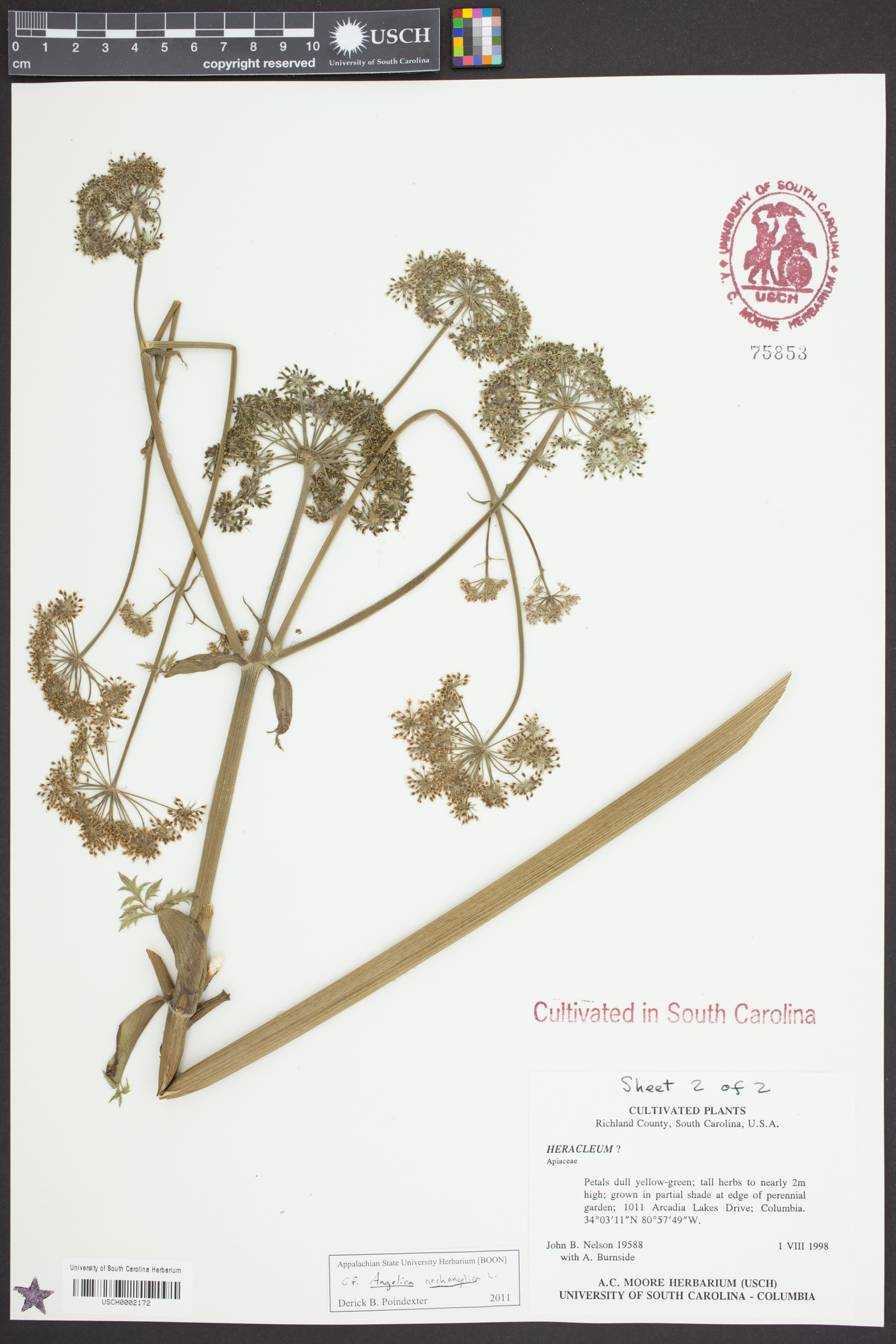 Angelica archangelica image