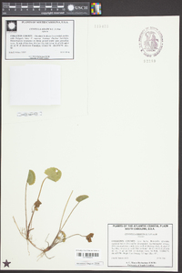 Centella asiatica image