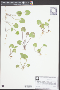 Centella asiatica image