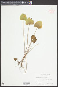 Centella asiatica image